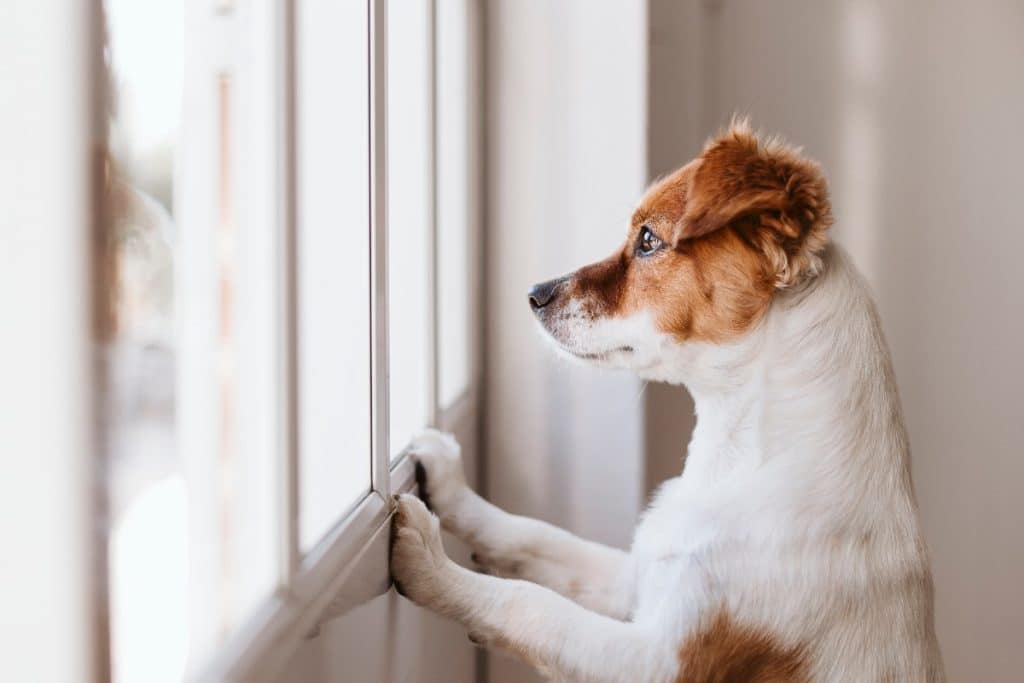 Consejos para dejar a un perro solo en casa y tranquilo